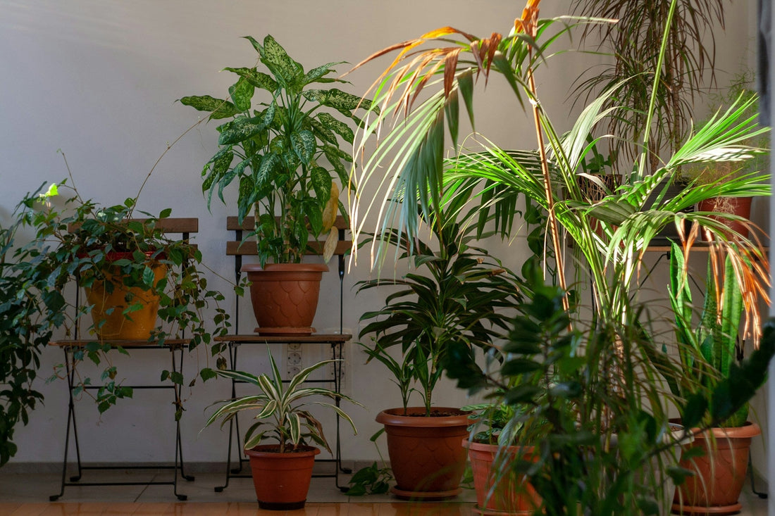 What to Look for in a Neem Oil Spray for Plants