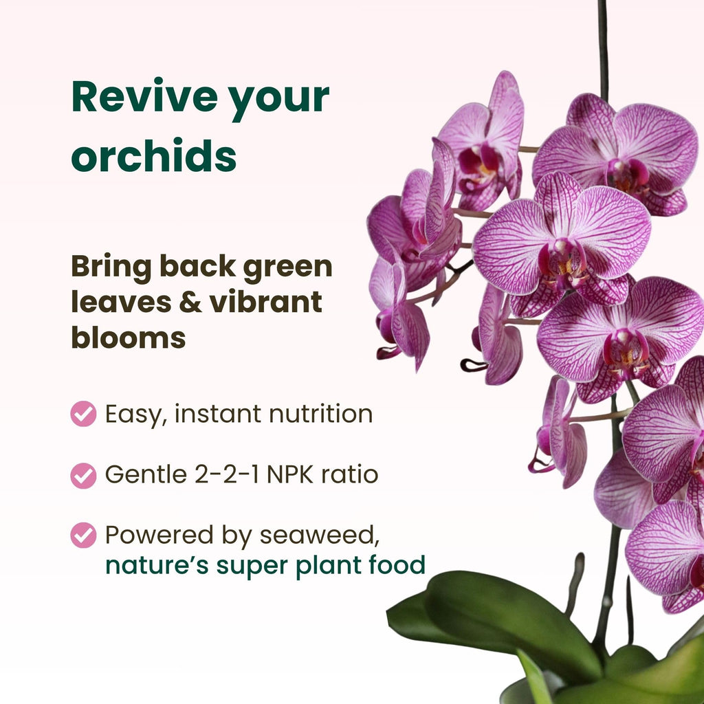 Orchid Fertilizer Spray Kit