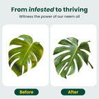 Neem Oil Plant Spray