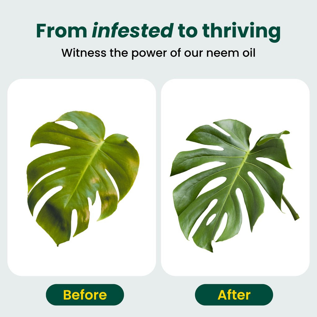 Neem Oil Plant Spray