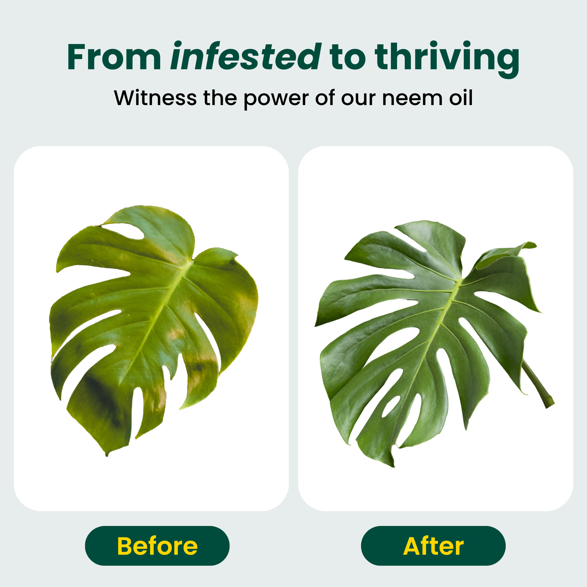 Neem Oil Plant Spray