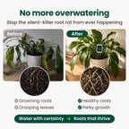Before and after comparison: a drooping plant with brown rotting roots beside a thriving plant with healthy white roots and the soil meter in the pot