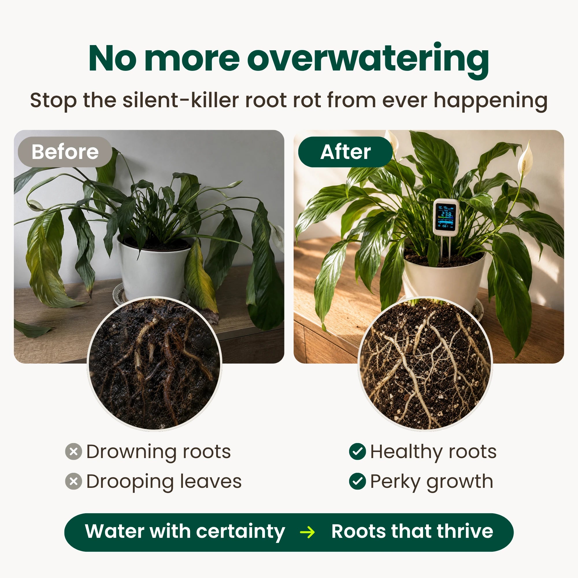 Before and after comparison: a drooping plant with brown rotting roots beside a thriving plant with healthy white roots and the soil meter in the pot